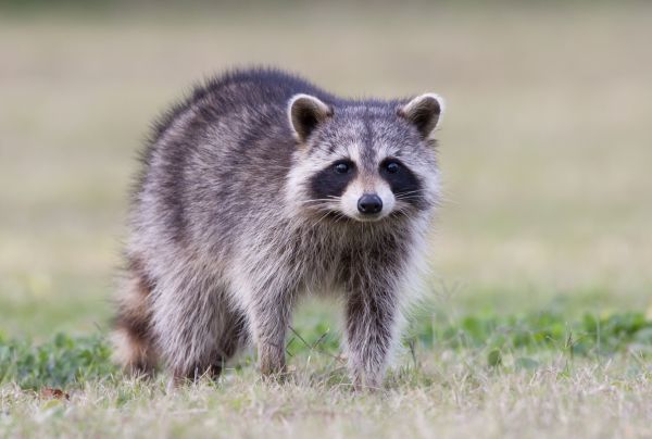 Grow your Raccoon Removal business