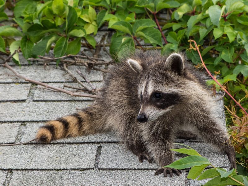 How Raccoons Damage Attics And Rooflines - And Why Professional Removal Matters