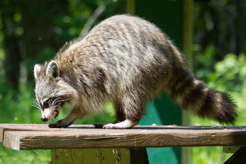 How Raccoons Wreak Havoc In Attics And Chimneys
