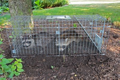 How Raccoons Wreak Havoc In Attics And Chimneys