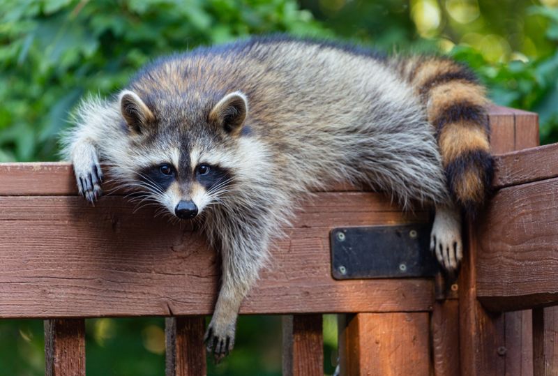 Preventing Raccoon Damage To Roofs, Attics, And Siding
