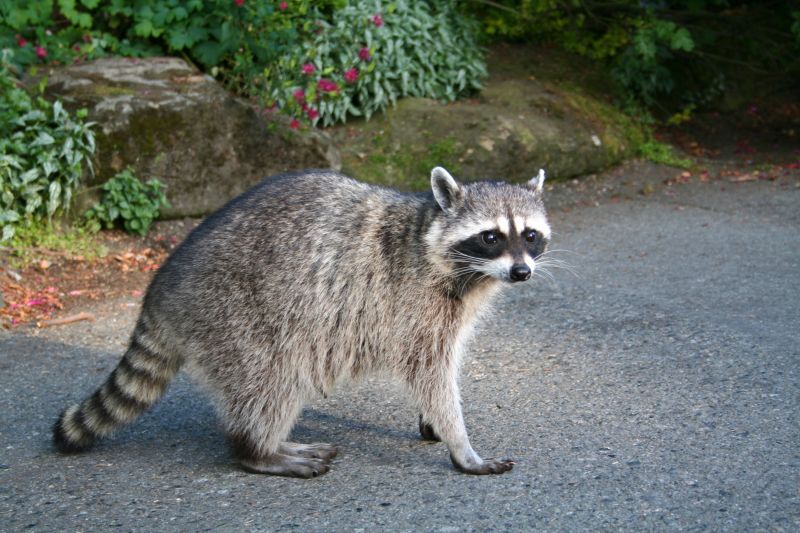 Raccoon Removal