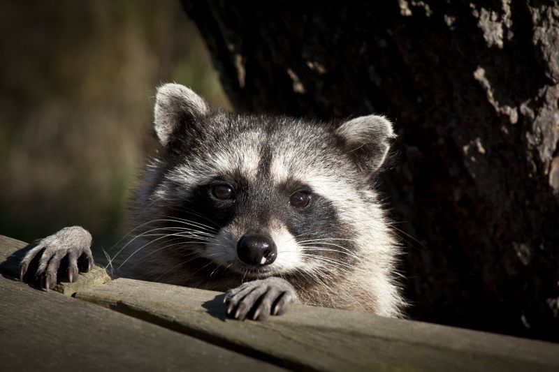 Raccoon Entry Points