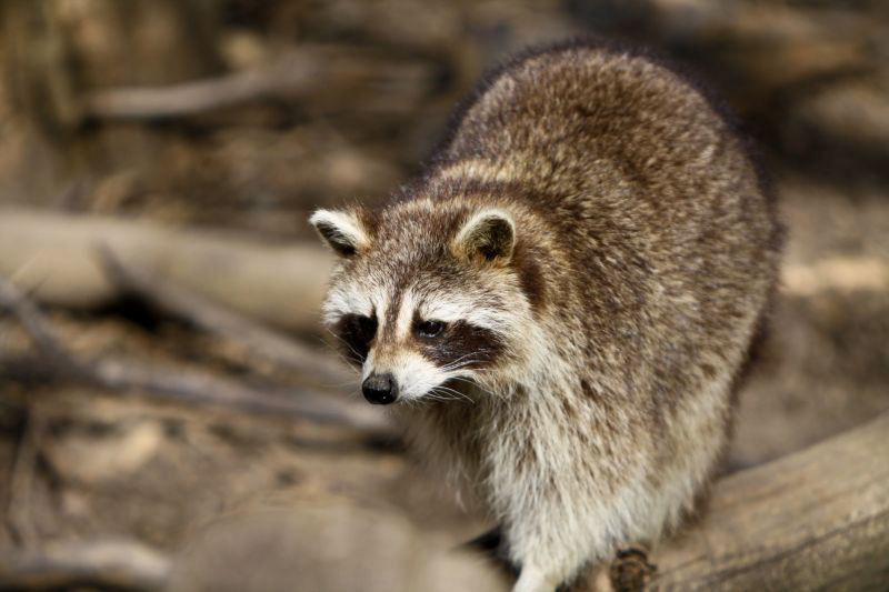 Seasonal Racoon Activity And When Removal Is Most Effective