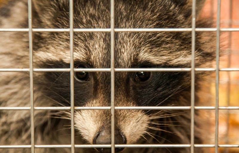 Seasonal Racoon Activity And When Removal Is Most Effective