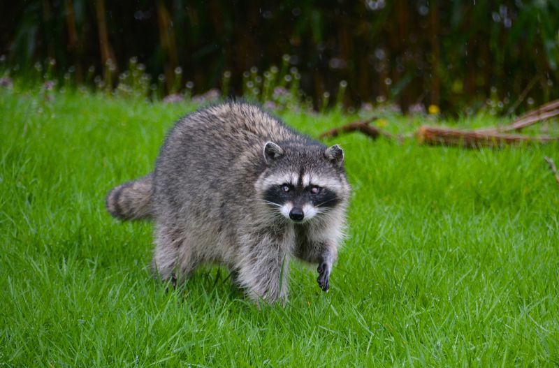 Animal Control Departments