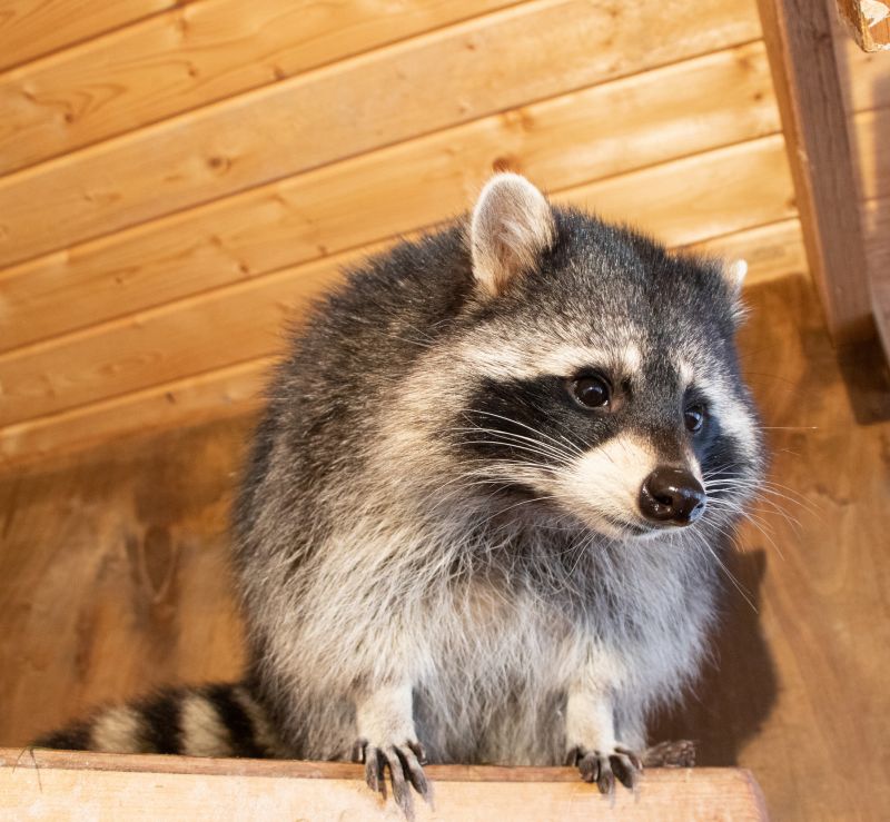 Why Raccoons Target Garbage Areas And Move Into Nearby Homes