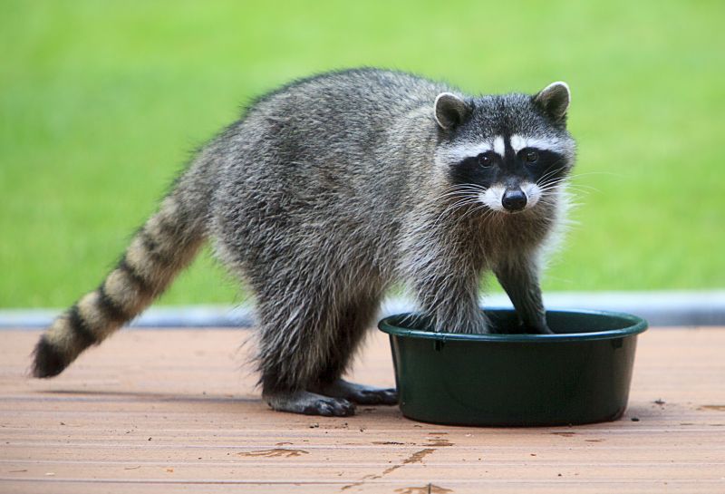 Why Raccoons Target Garbage Areas And Move Into Nearby Homes