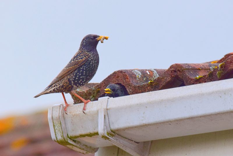 Bird Nest in Vent