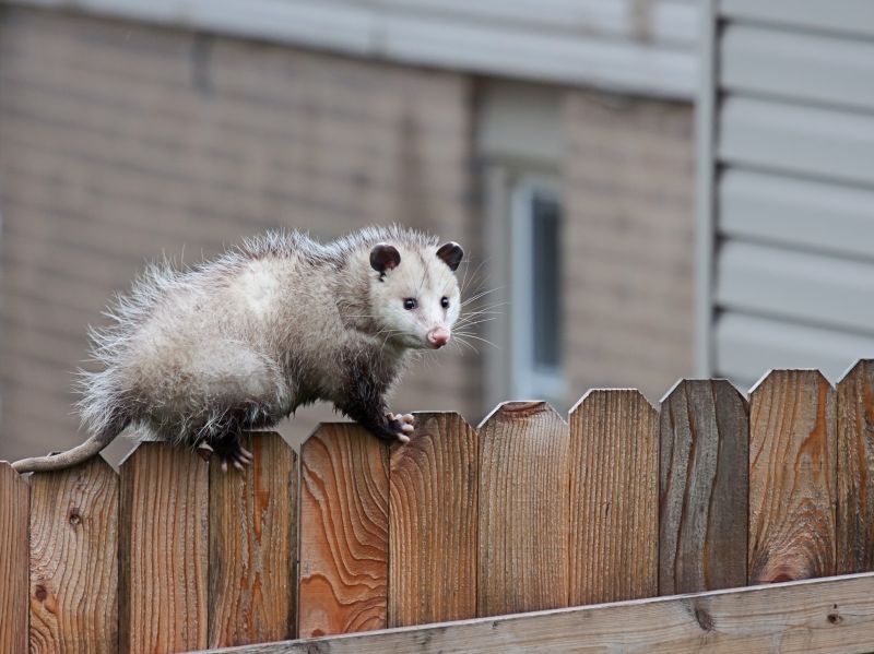 Opossum in Basement
